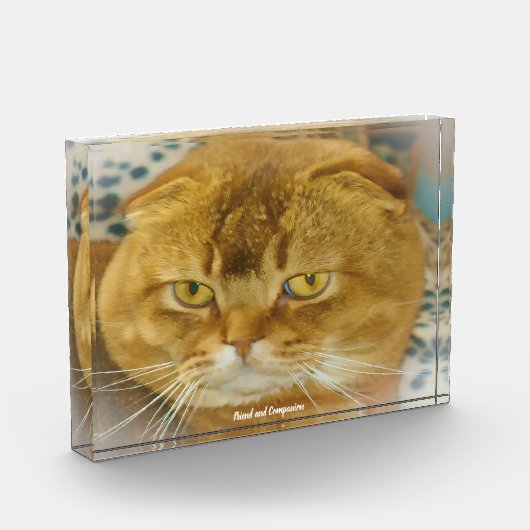 Bloc Photo Chat de pliage écossais (Gauche)