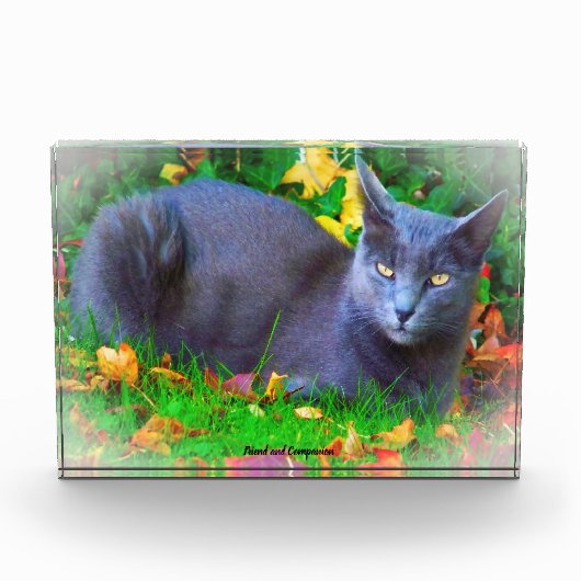 Bloc Photo Chat Korat (Devant)