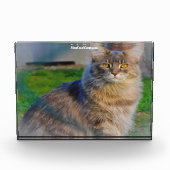 Bloc Photo Chat Maine Coon (Devant)