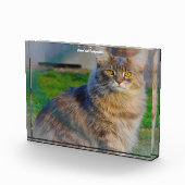 Bloc Photo Chat Maine Coon (Droite)