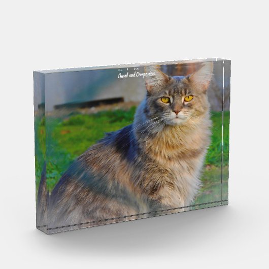 Bloc Photo Chat Maine Coon (Gauche)