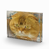 Bloc Photo Chat Scottish Fold (Droite)