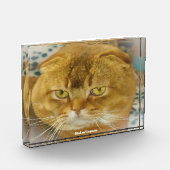 Bloc Photo Chat Scottish Fold (Gauche)