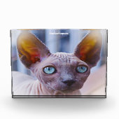 Bloc Photo Chat Sphynx (Devant)