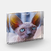 Bloc Photo Chat Sphynx (Gauche)