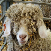 BLOC PHOTO CHÈQUE CUTE