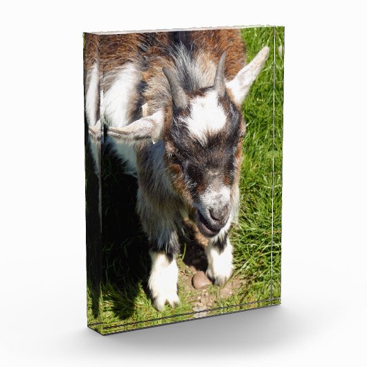 BLOC PHOTO CHÈQUE CUTE (Gauche)