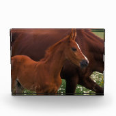 Bloc Photo Cheval Arabe près de Mère (Devant)