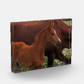 Bloc Photo Cheval Arabe près de Mère (Gauche)