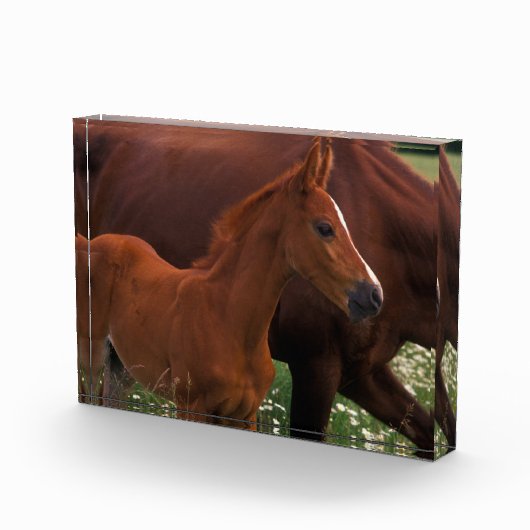 Bloc Photo Cheval arabe près de sa mère (Droite)