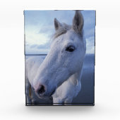 Bloc Photo Cheval de Camargue (Devant)