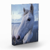 Bloc Photo Cheval de Camargue (Gauche)