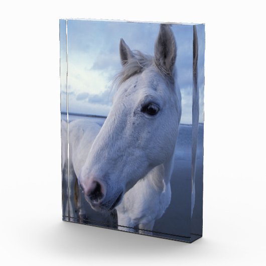 Bloc Photo Cheval de Camargue (Droite)