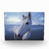 Bloc Photo Cheval de Camargue (Devant)