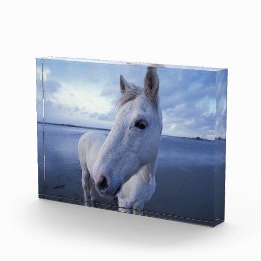 Bloc Photo Cheval de Camargue (Droite)