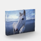 Bloc Photo Cheval de Camargue (Gauche)