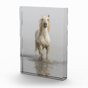 Bloc Photo Cheval de Camargue courant dans l'eau