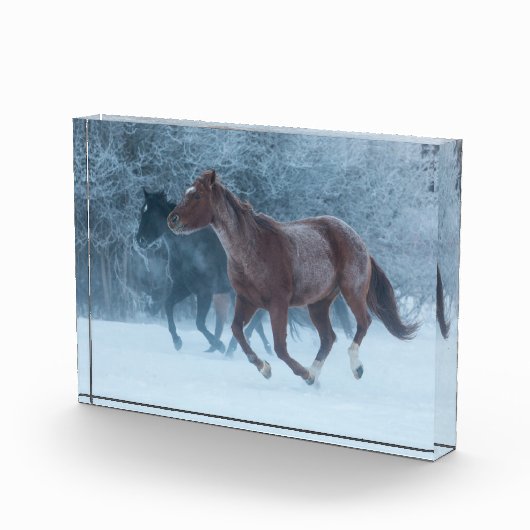 Bloc Photo Cheval Drive (Droite)