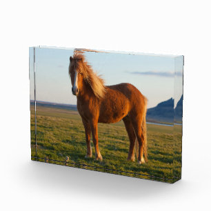 Bloc Photo Cheval islandais au soleil couchant