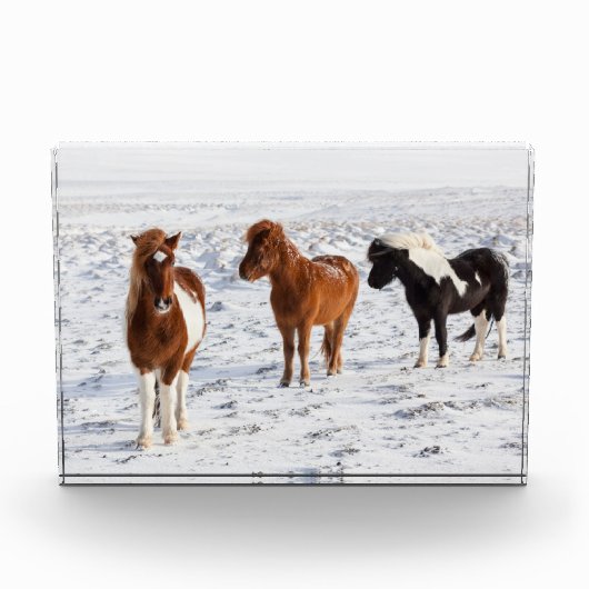 Bloc Photo Cheval islandais avec manteau d'hiver typique (Devant)