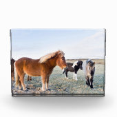 Bloc Photo Cheval islandais en hiver en Islande (Devant)