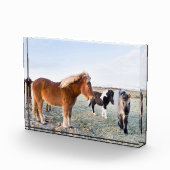 Bloc Photo Cheval islandais en hiver en Islande (Droite)