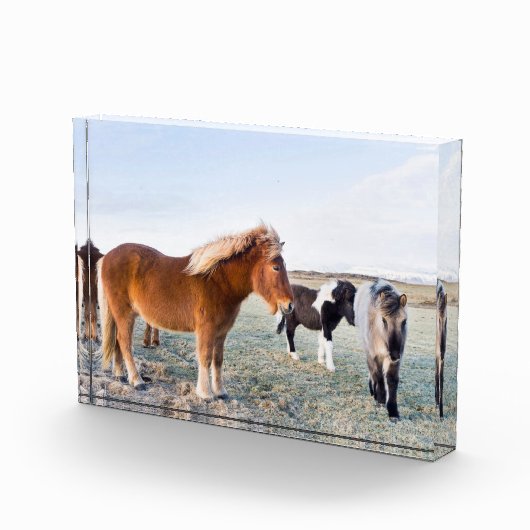 Bloc Photo Cheval islandais en hiver en Islande (Droite)