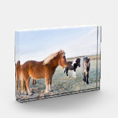 Bloc Photo Cheval islandais en hiver en Islande (Gauche)