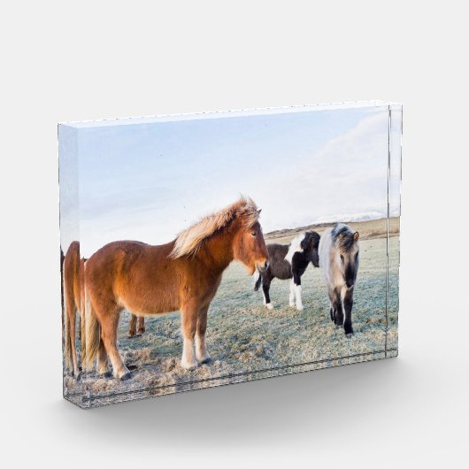 Bloc Photo Cheval islandais en hiver en Islande (Gauche)