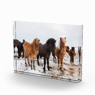 Bloc Photo Cheval islandais pendant l'hiver en Islande