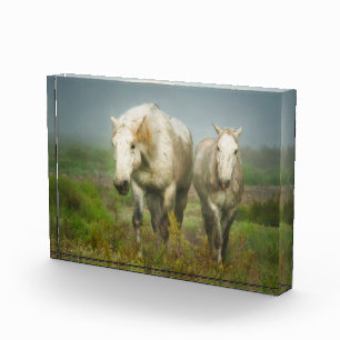 Bloc Photo Chevaux blancs de Camargue en champ