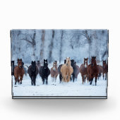 Bloc Photo Chevaux dans le froid (Devant)