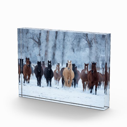 Bloc Photo Chevaux dans le froid (Droite)