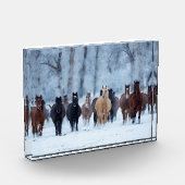 Bloc Photo Chevaux dans le froid (Gauche)