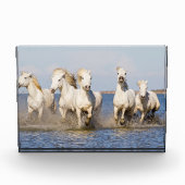 Bloc Photo Chevaux de Camargue (Devant)