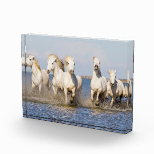 Bloc Photo Chevaux de Camargue