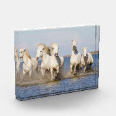 Bloc Photo Chevaux de Camargue (Gauche)