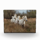 Bloc Photo Chevaux de Camargue en course (Devant)