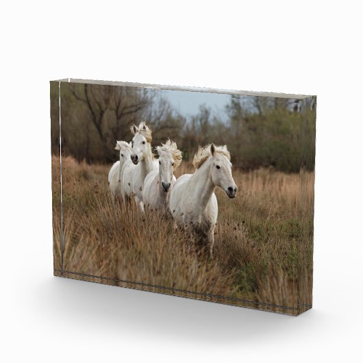 Bloc Photo Chevaux de Camargue en course (Droite)