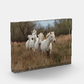 Bloc Photo Chevaux de Camargue en course (Gauche)