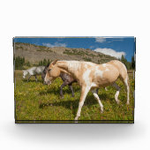 Bloc Photo Chevaux et mulets (Devant)