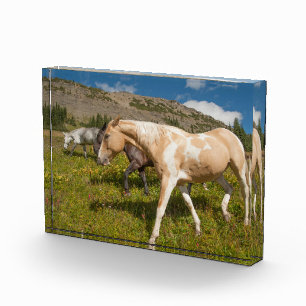 Bloc Photo Chevaux et mulets