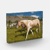 Bloc Photo Chevaux et mulets (Gauche)