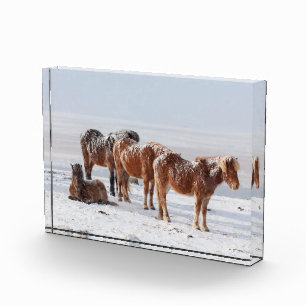 Bloc Photo Chevaux islandais couverts de neige