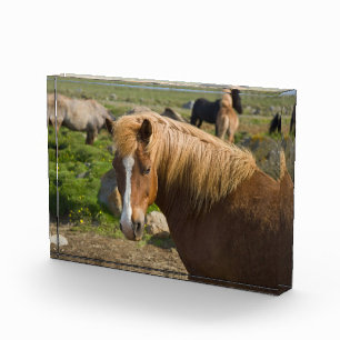 Bloc Photo Chevaux islandais dans le nord-est de l'Islande