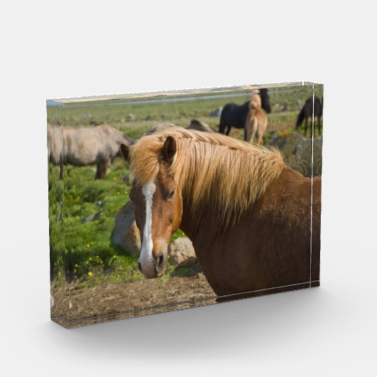 Bloc Photo Chevaux islandais dans le nord-est de l'Islande (Gauche)
