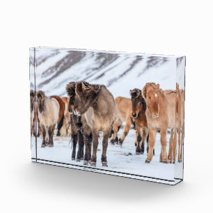 Bloc Photo Chevaux islandais dans les pâturages d'hiver près 