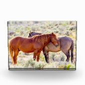 Bloc Photo Chevaux sauvages (Devant)