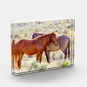 Bloc Photo Chevaux sauvages (Gauche)