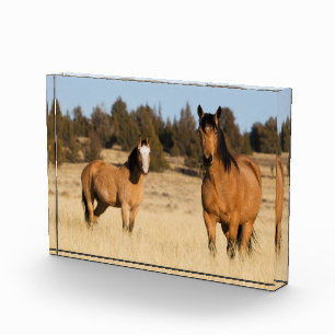 Bloc Photo Chevaux sauvages, montagnes de Steens